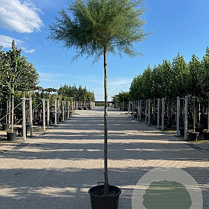 Tamarix tetrandra 14-16 HO container