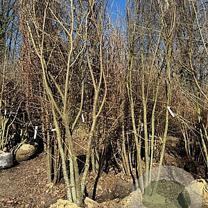 Zelkova serrata 300-350 cm container meerstammig