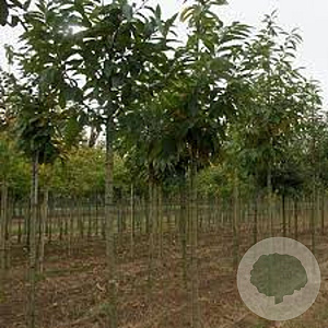 Castanea sat. 'Marron de Lyon' 8-10 HO draadkluit