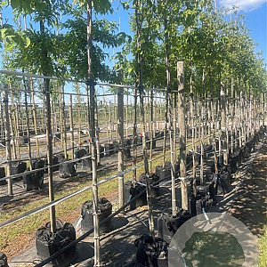 Cornus kousa 6-8 HO container