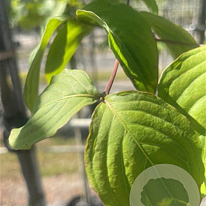 Cornus kousa 6-8 HO container