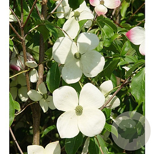 Cornus 'Norman Hadden' 8-10 HO container