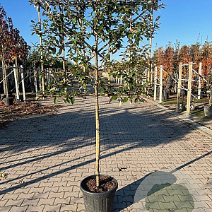 Elaeagnus ebbingei 8-10 HO container lei 150cm stam lei 120x120