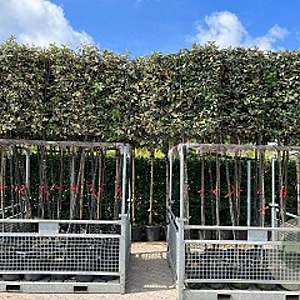 Elaeagnus ebb. 'Compacta' 10-12 HO container lei 200cm stam lei 120x120