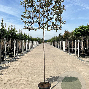 Elaeagnus ebb. 'Compacta' 8-10 HO container lei 150cm stam lei 120x120