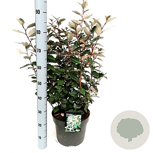 Elaeagnus ebb. 'Compacta' 6-8 HO container 200 cm stam