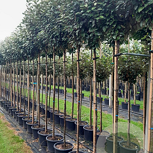 Elaeagnus ebb. 'Compacta' 8-10 HO container 200 cm stam