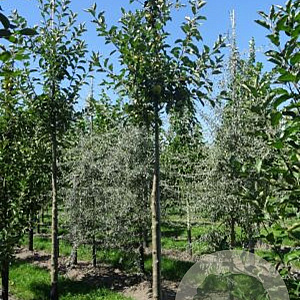 Malus d. 'Elstar' 6-8 HO draadkluit