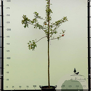 Malus d. 'Elstar' 8-10 HO container