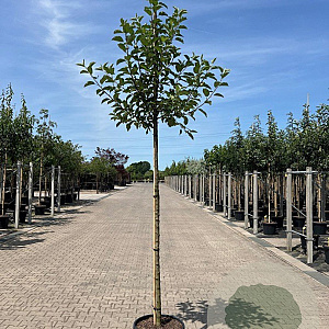 Malus d. 'Elstar' 12-14 HO container