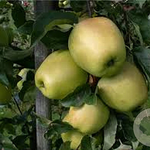 Malus d. 'Glockenapfel' 18-20 HO container