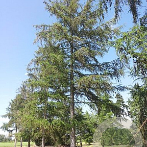 Larix kaempferi 16-18 HO draadkluit geveerd