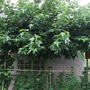 Morus alba 'Platanifolia' 18-20 HO container dakvorm 275 vierkant