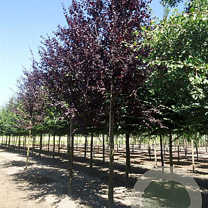 Prunus cer. 'Nigra' 8-10 HO container 180 cm stam lei 120x120