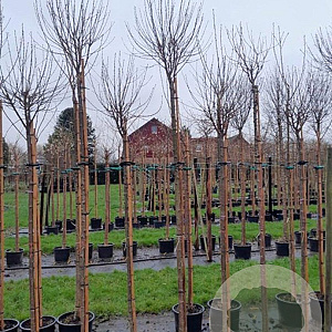 Prunus eminens 'Umbraculifera' 6-8 HO container 225 cm stam