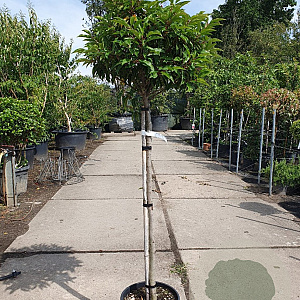 Prunus l. 'Angustifolia' 100 cm stam container 10-12