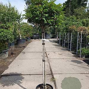 Prunus l. 'Angustifolia' 100 cm stam container 10-12
