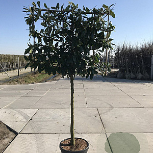 Prunus l. 'Novita' 10-12 HO container 150 cm stam 120x120 scherm
