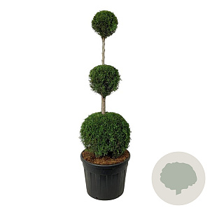 Thuja occ. 'Smaragd' 150-175 cm cont. 90L trio bol