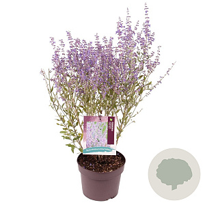 Perovskia atripl. 'Little Spire' 30-35 cm 3,0L
