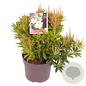 Pieris jap. 'Debutante' 20 cm 2,0L