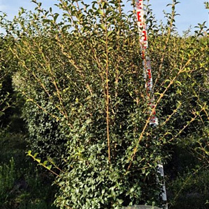 Osmanthus burkwoodii 150-175 cm draadkluit extra