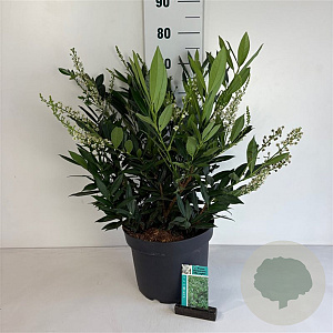 Prunus l. 'Otto Luyken' 50-60 cm 10L
