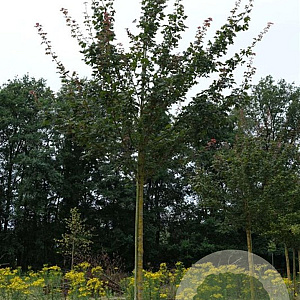 Acer campestre 'Red Shine' 14-16 HO draadkluit