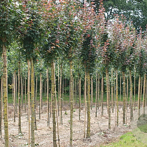 Acer campestre 'Red Shine' 16-18 HO draadkluit