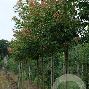 Acer cissifolium 16-18 HO draadkluit