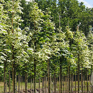 Acer plat. 'Drummondii' 14-16 HO draadkluit