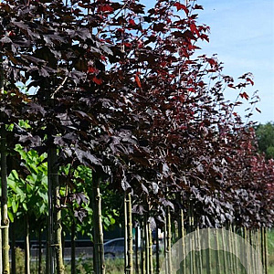 Acer plat. 'Royal Red' 12-14 HO draadkluit