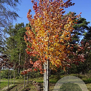 Acer rubrum 'Autumn Flame' 14-16 HO draadkluit