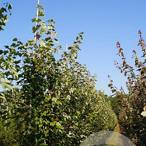 Acer rubrum 'October Glory' 8-10 HO draadkluit