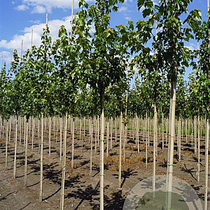 Acer rubrum Red Sunset 6-8 HO draadkluit