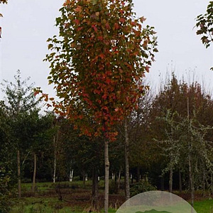 Acer rubrum Red Sunset 14-16 HO draadkluit