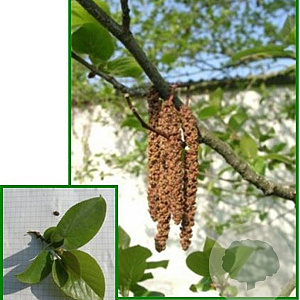 Alnus cordata 8-10 HO container