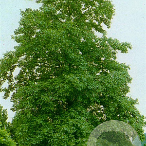 Alnus cordata 8-10 HO container
