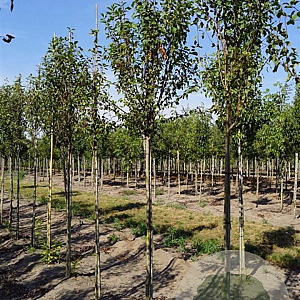 Amelanchier aln. 'Obelisk' 10-12 HO draadkluit