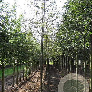 Amelanchier 'Ballerina' 14-16 HO draadkluit