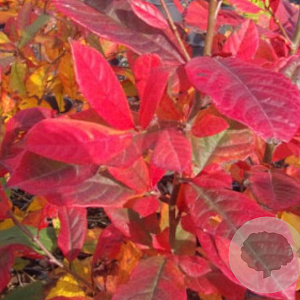 Amelanchier can. 'October Flame' 10-12 HO draadkluit