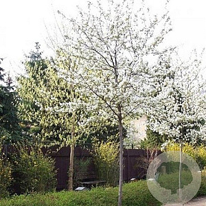 Amelanchier lamarckii 8-10 HO container