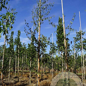 Betula p. 'Crispa' 8-10 HO draadkluit