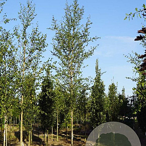 Betula p. 'Zwitsers Glorie' 14-16 HO draadkluit