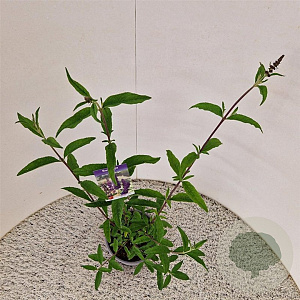 Buddleja d. 'Black Knight' 50-55 cm 3,0L