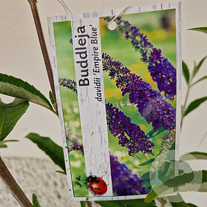 Buddleja d. 'Empire Blue' 50-55 cm 3,0L