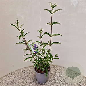 Buddleja d. 'Empire Blue' 50-55 cm 3,0L