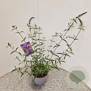 Buddleja d. 'Nanho Blue' 50-55 cm 3,0L