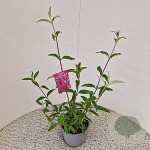 Buddleja d. 'Royal Red' 50-55 cm 3,0L