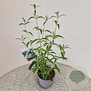 Buddleja d. 'White Profusion' 50-55 cm 3,0L